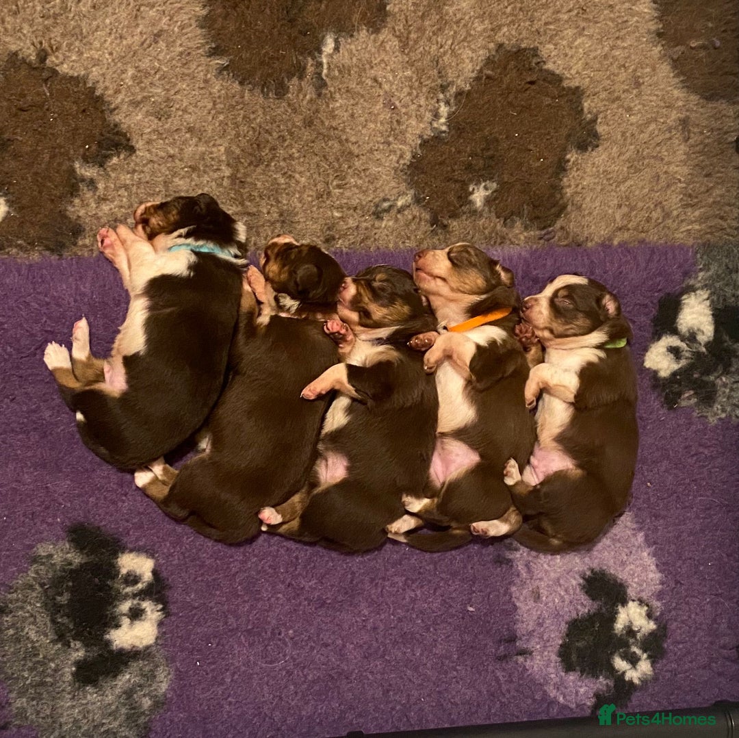 Border Collie dogs for sale: 1 Red/Brown Tri BorderCollie Boy: rough coat - Advert 7