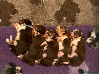 Border Collie dogs BorderCollie Pups: unique chocolate tri rough coat - Advert 6