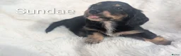 Miniature Dachshund dogs for sale: READY THIS WEEKEND 🏆Russian Champion lines  - Advert 12