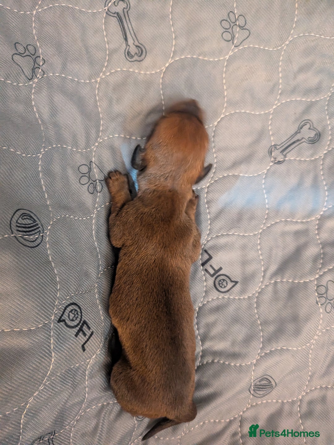 Dachshund dogs for sale: Dachshund puppies  - Advert 23