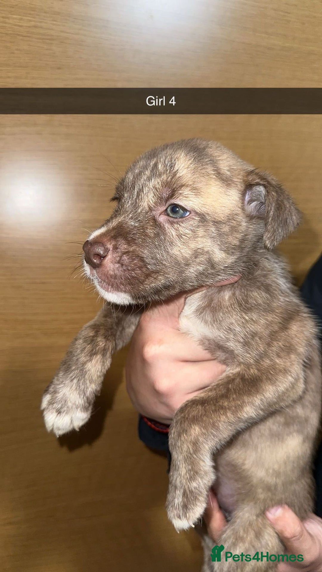 Mixed Breed dogs for sale: Puppies for sale  - Image 22