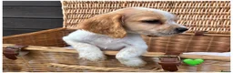 Cocker Spaniel dogs for sale: Pure Breed Cocker Spaniel Puppies For Sale - Advert 15