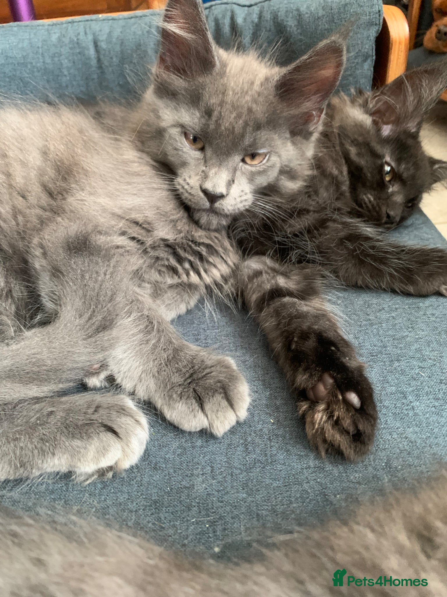 Maine Coon cats Beautiful Maine coons from registered parents - Advert 18