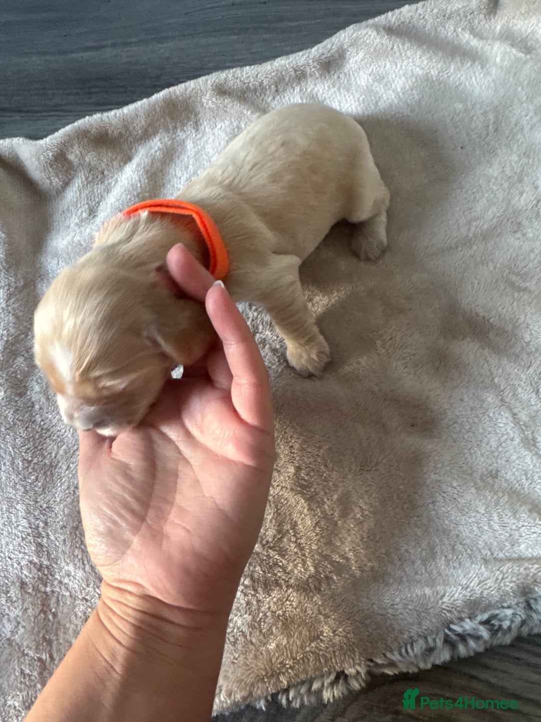 Cocker Spaniel dogs for sale: Stunning KC show cocker spaniels  - Image 9