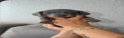 Dachshund dogs for sale: 🩷 2 Beautiful Isabella and Tan Dachshund Girls 🩷 - Advert 5