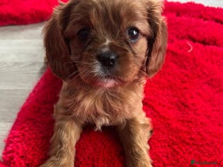 Cavalier King Charles Spaniel dogs Cavalier King charlies - Advert 12