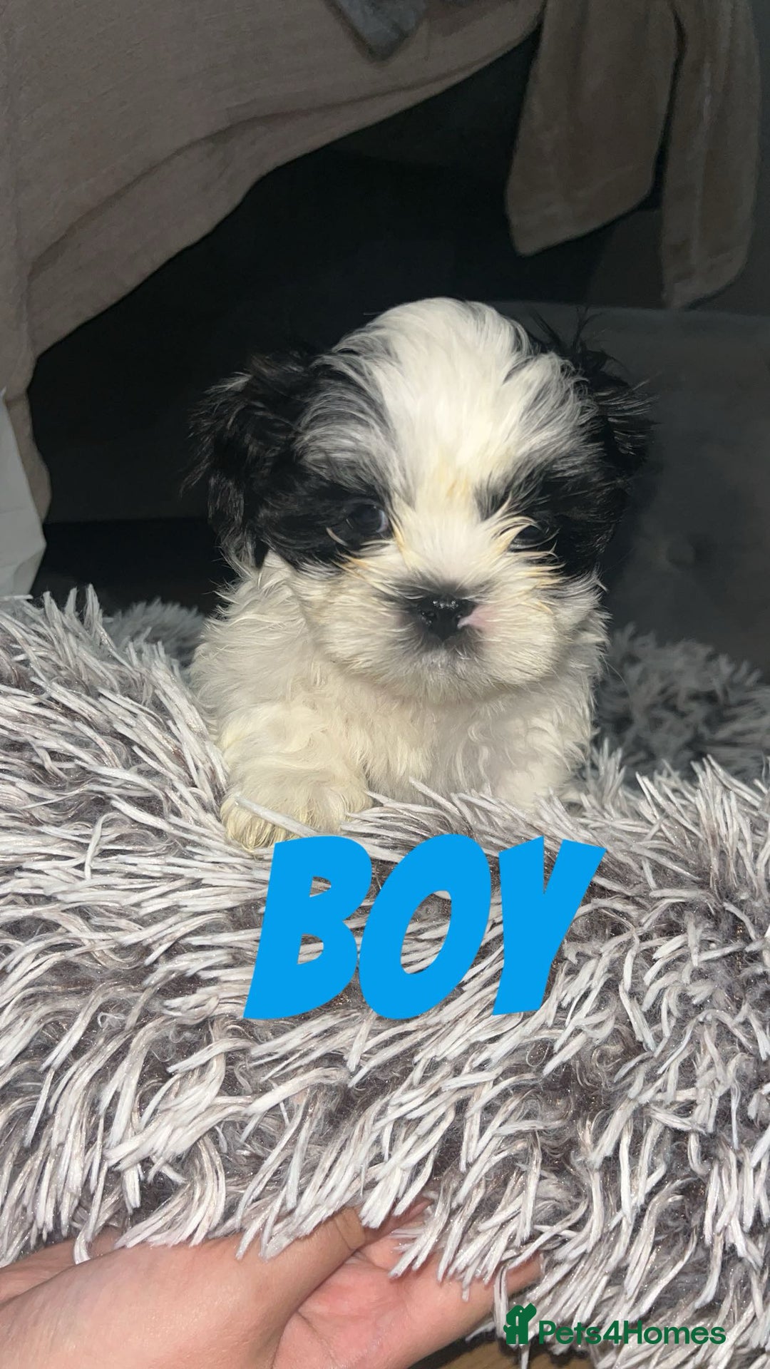 Shih Tzu dogs for sale: Shih Tzu Puppies - Image 19