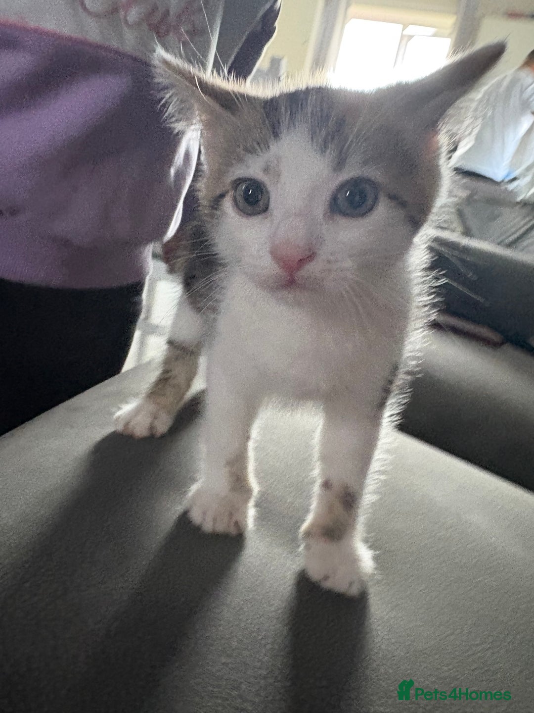 Mixed Breed cats for sale: Last Tabby boy kitten  - Image 1