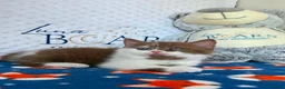 British Shorthair cats for sale: GCCF BSH kittens- championship lines - Advert 11