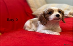Cavalier King Charles Spaniel dogs for sale: Gorgeous Cavalier King Charles Spaniel puppies - Advert 26