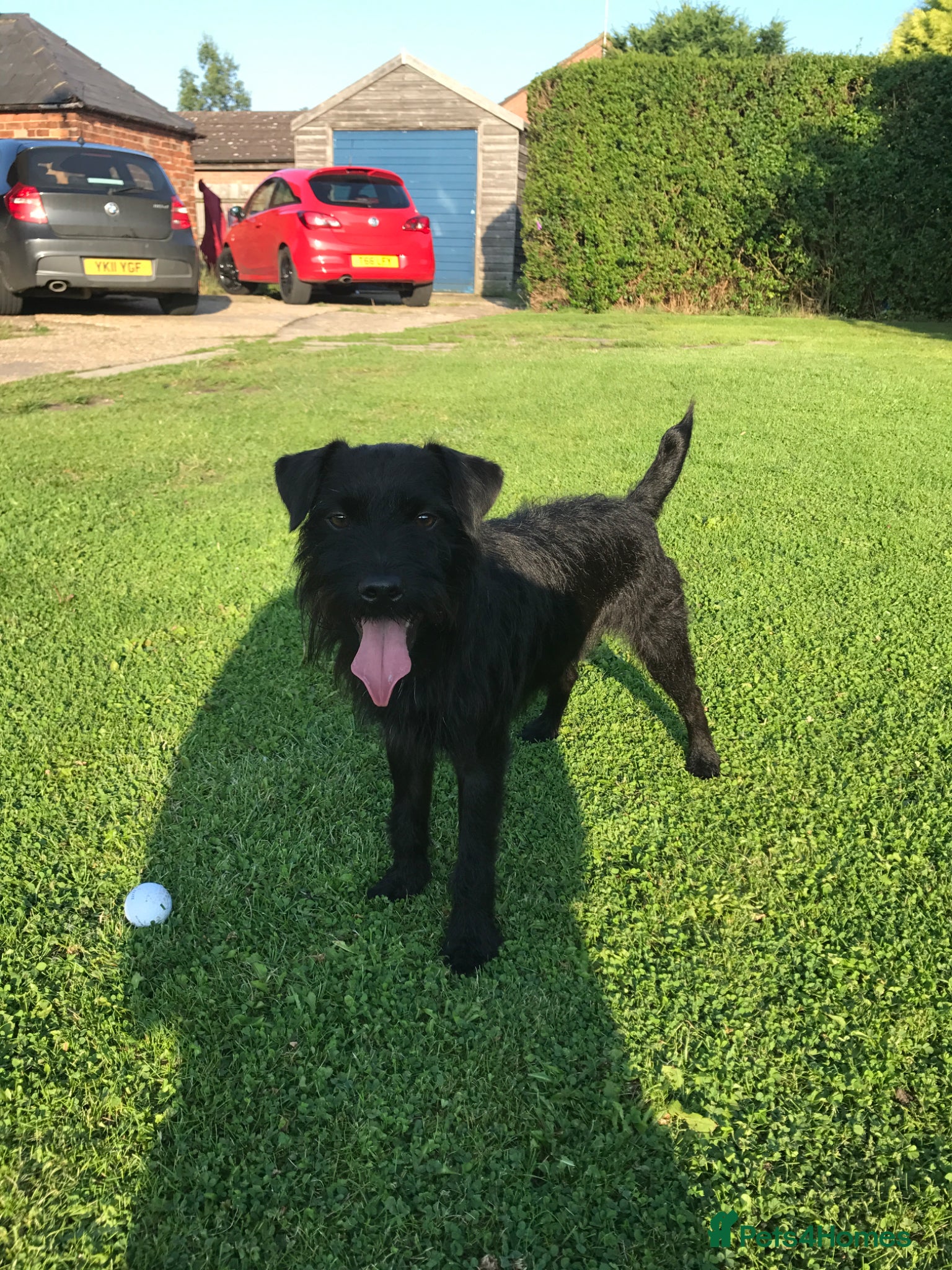 Mixed Breed dogs Well loved home needed! - Advert 2