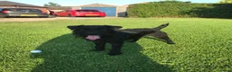 Mixed Breed dogs for sale: Well loved home needed! - Advert 1