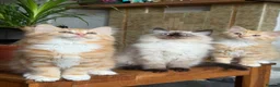 Mixed Breed cats for sale: Kittens for the best homes - Advert 8
