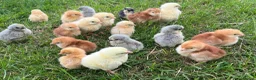 Chickens poultry for sale: Day Old PURE BREEDS Chicks for sale! - Advert 4