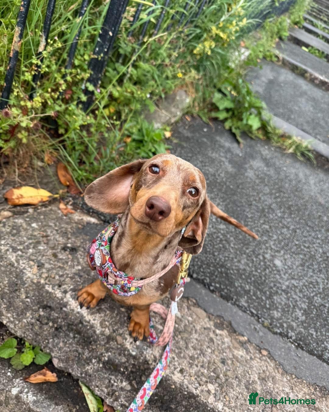 Miniature Dachshund dogs Beautiful Miniature Dachshund  - Advert 2