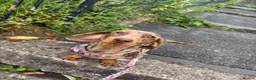 Miniature Dachshund dogs for sale: Beautiful Miniature Dachshund  in Penrith - Advert 1