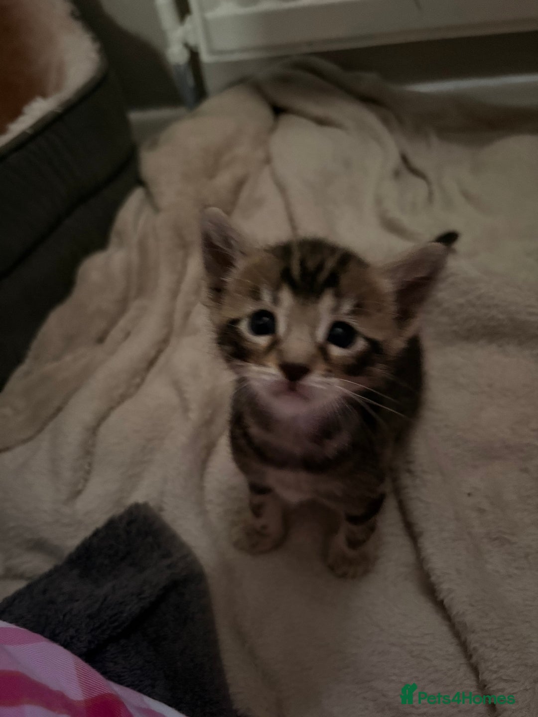 Bengal cats for sale: bengal kittens  - Advert 21