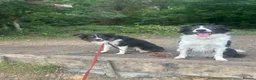 Border Collie dogs for sale: Border collie puppies.  in Faversham - Advert 8