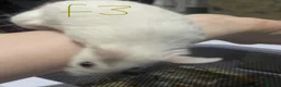 Mouse rodents for sale: Multimammates  - Advert 9
