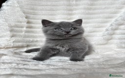 British Shorthair cats for sale: OUTSTANDING GCCF + HEALTH TESTED BSH + BLH KITTENS - Image 13