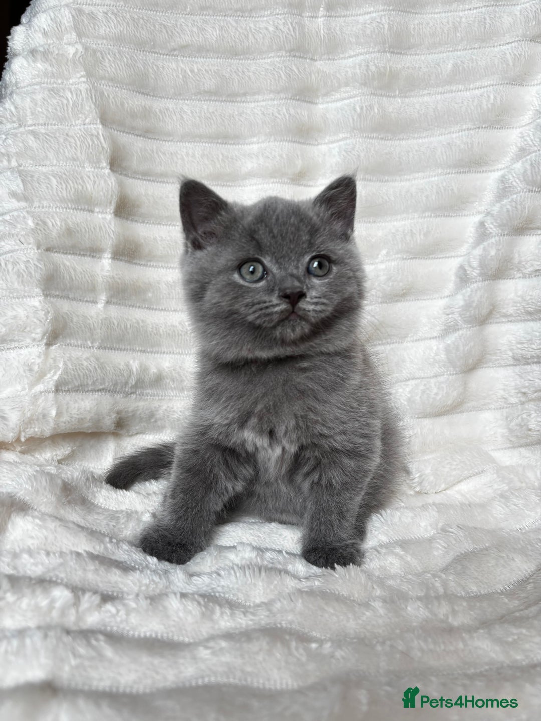 British Shorthair cats for sale: OUTSTANDING GCCF + HEALTH TESTED BSH + BLH KITTENS - Image 13
