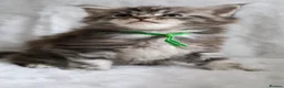 Maine Coon cats for sale: Ready to go, stunning TICA Registered Maine Coons - Advert 25