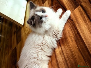 Ragdoll cats Ragdoll - Advert 1