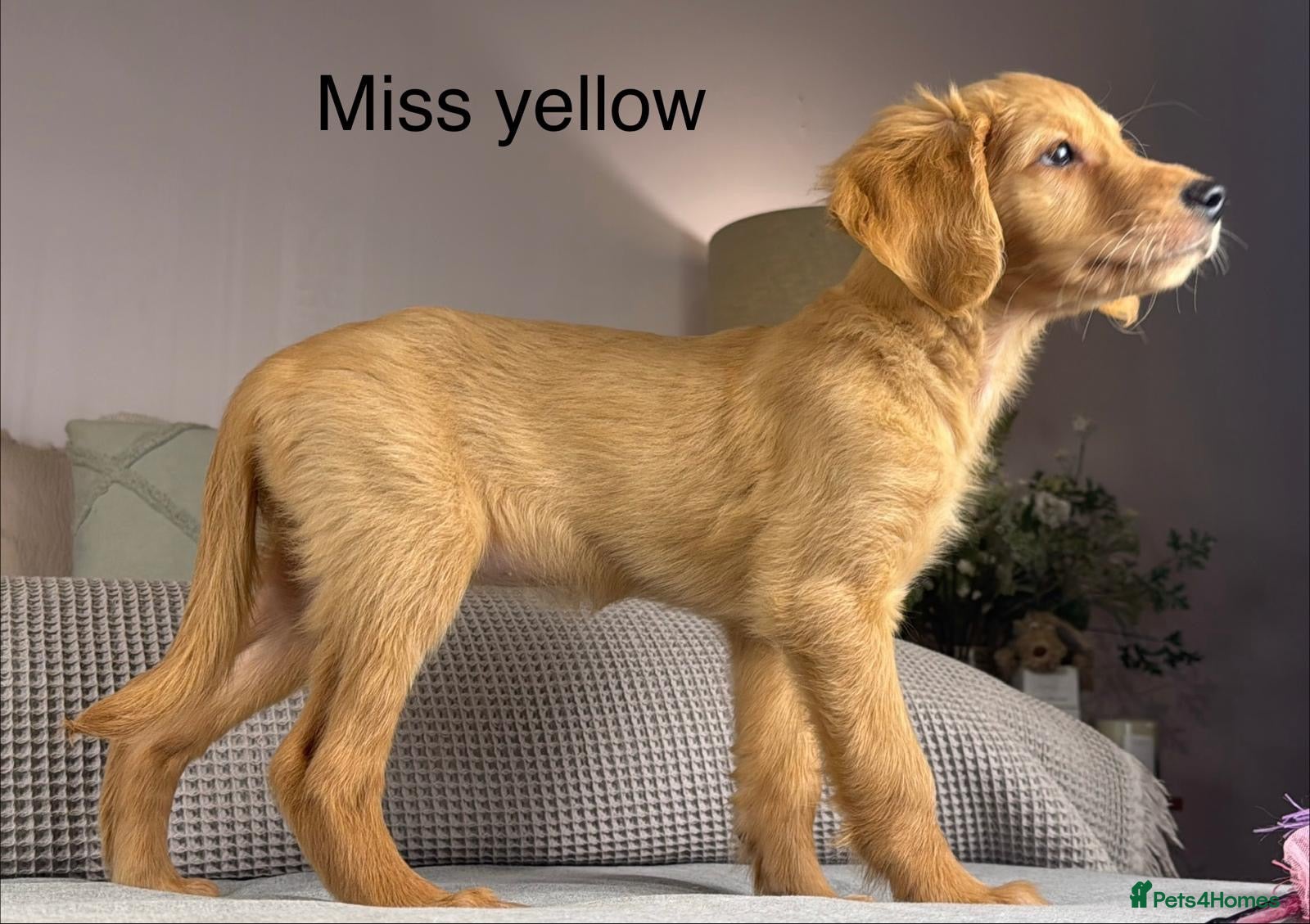 Goldendoodle dogs BEAUTIFUL HEALTHY LOVING PUPPIES  - Advert 2