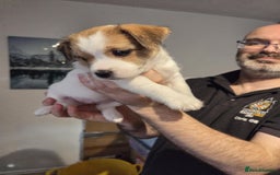 Jack Russell dogs for sale: 3 remaining pups - Image 9