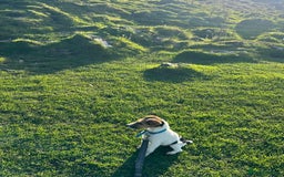 Fox Terrier dogs for sale: Stunning fox terrier bitch - Image 5
