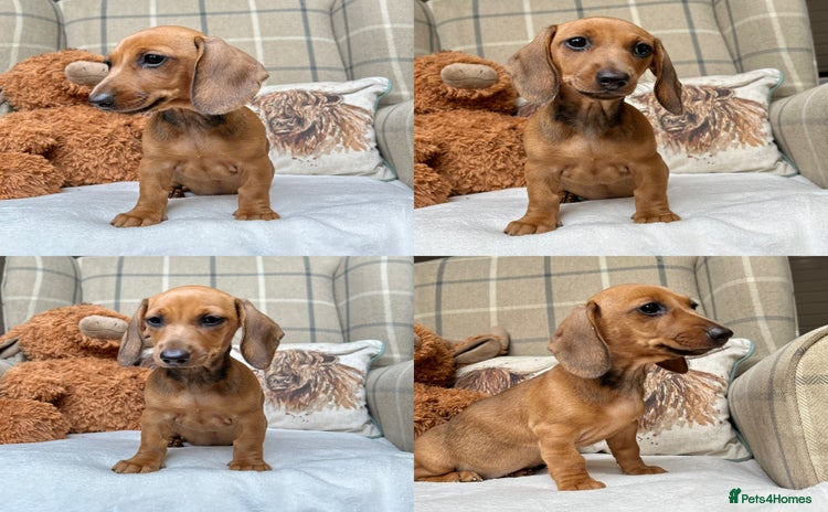 Miniature Dachshund dogs - Advert 13