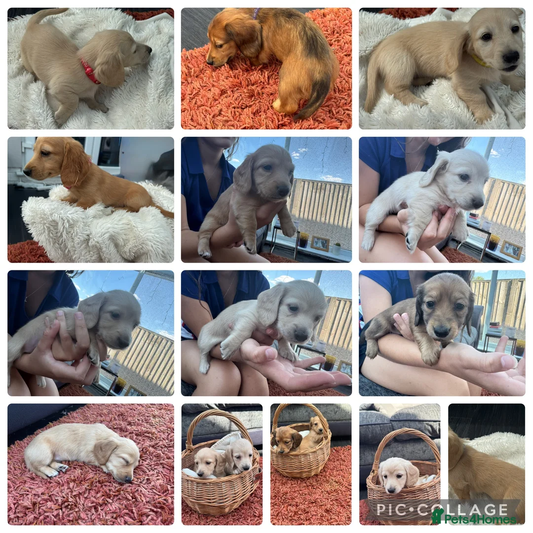 Miniature Dachshund dogs for sale: Miniature dachshund’s KC Registered  - Advert 2