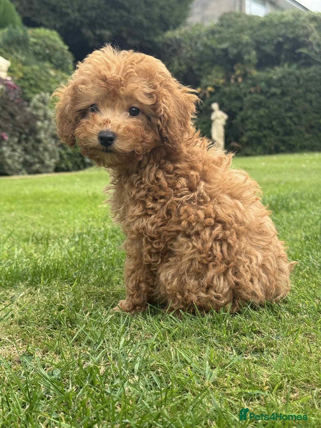 Toy Poodle dogs for sale: Toy poodle puppies looking for their forever home  - Image 7