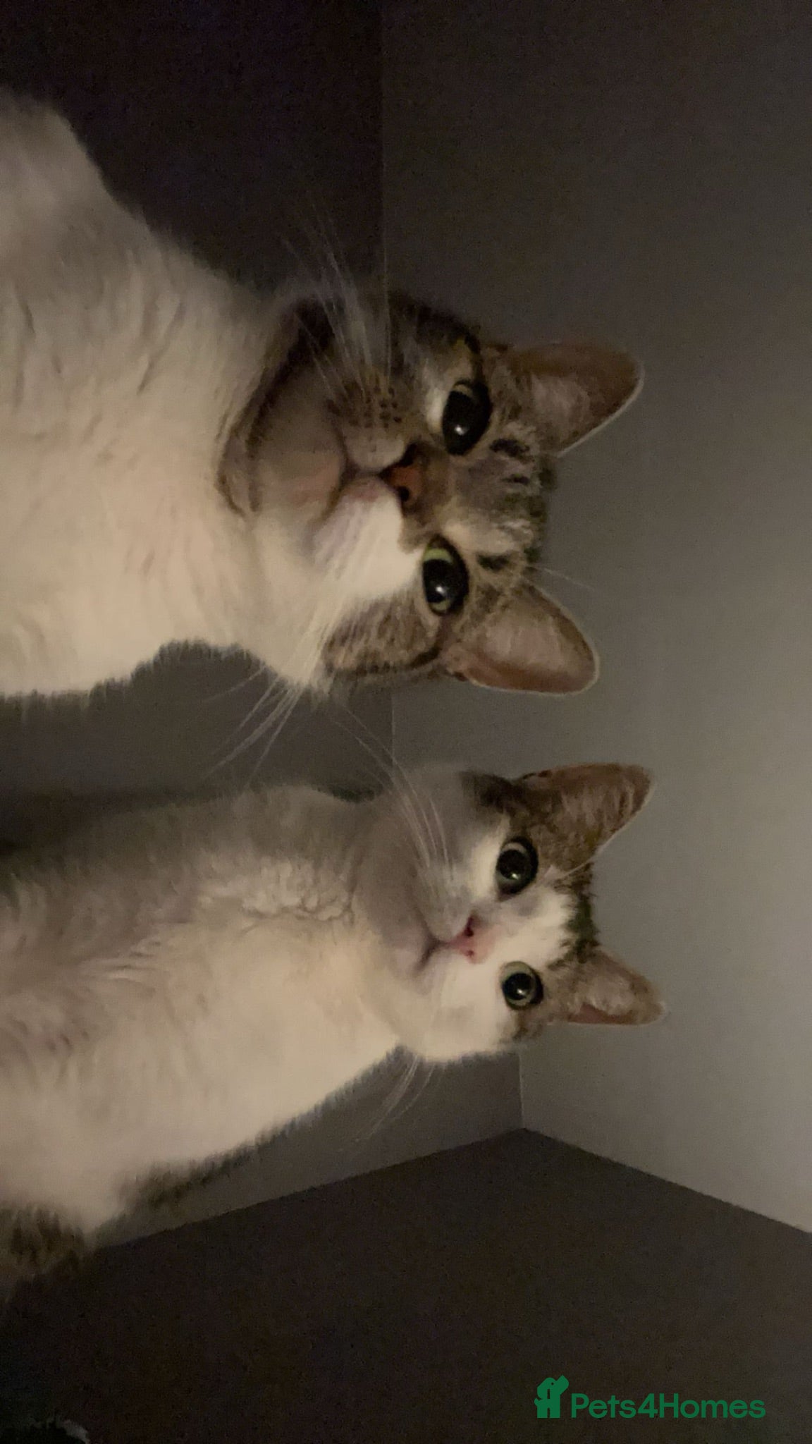 British Shorthair cats 2 female cats for sale  - Advert 6