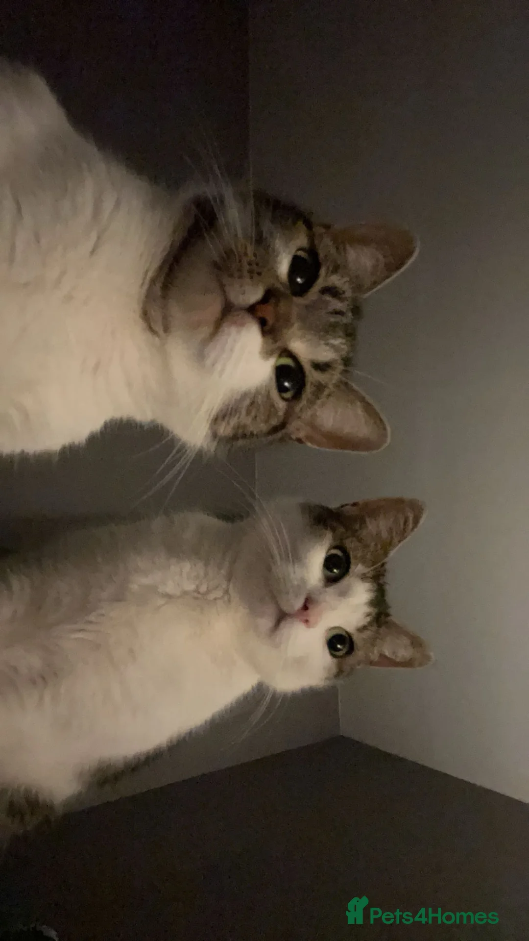 British Shorthair cats for sale: 2 female cats for sale  - Advert 1
