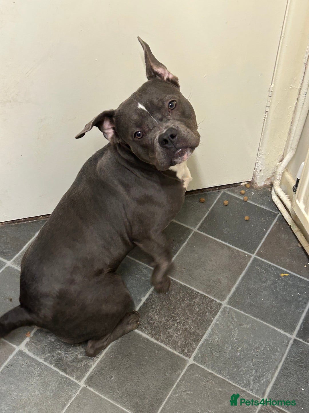 American Bully dogs for sale: Female bully  - Advert 5