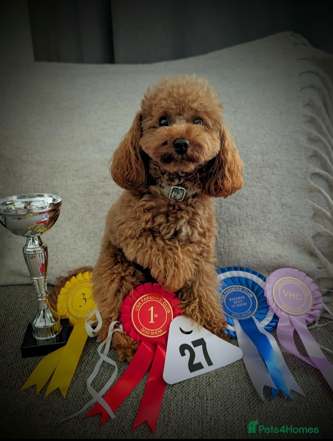 Toy Poodle dogs Handsome K.C Red Toy poodle stud! - Advert 10