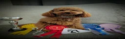 Toy Poodle dogs for stud: Handsome K.C Red Toy poodle stud! - Advert 1