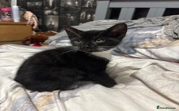 Mixed Breed cats for sale: 4 beautiful black and white kittens - Image 1