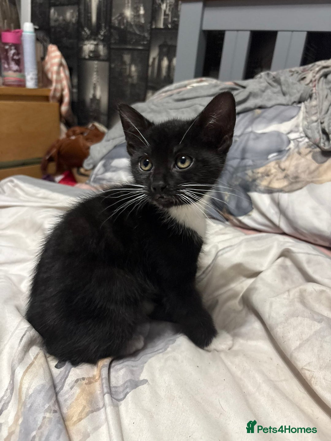 Mixed Breed cats for sale: 4 beautiful black and white kittens - Image 1