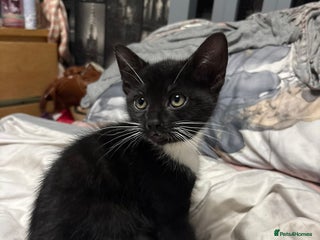 Mixed Breed cats - Advert 3