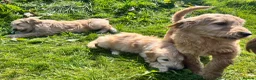 Goldendoodle dogs for sale: Stunning Goldendoodle Puppies - Advert 3