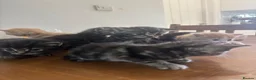 Mixed Breed cats for sale: Adorable Kittens for Sale in Thornton Heath - Advert 7