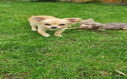 Chihuahua dogs for sale: Mini  **  chihuahua puppies  - Image 4