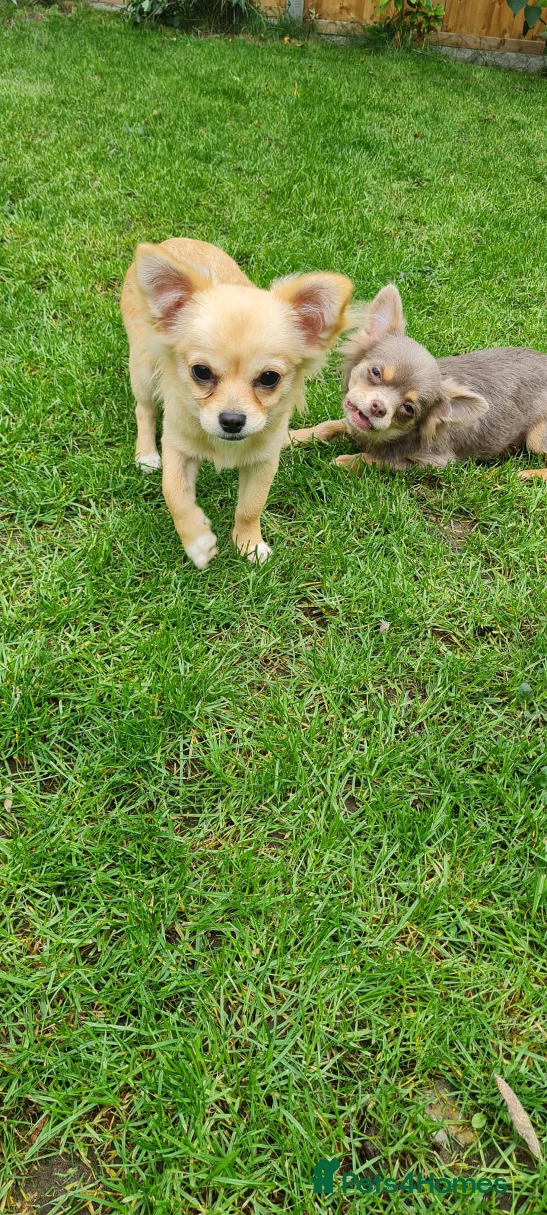 Chihuahua dogs for sale: Mini  **  chihuahua puppies  - Image 4