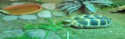 Tortoise reptiles for sale: Hermann tortoise  - Advert 2