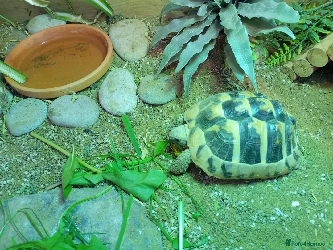 Tortoise reptiles for sale: Hermann tortoise  - Advert 2