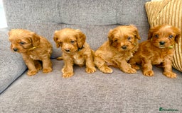 Cavapoo dogs for sale: BEAUTIFUL F1 CAVAPOOS - Image 1