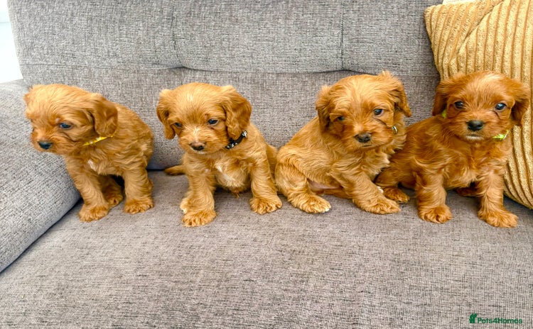 Cavapoo dogs - Advert 16