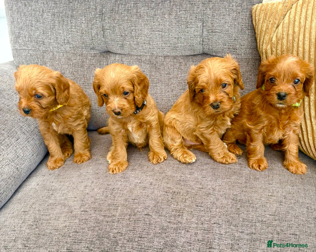 Cavapoo dogs for sale: BEAUTIFUL F1 CAVAPOOS - Image 1